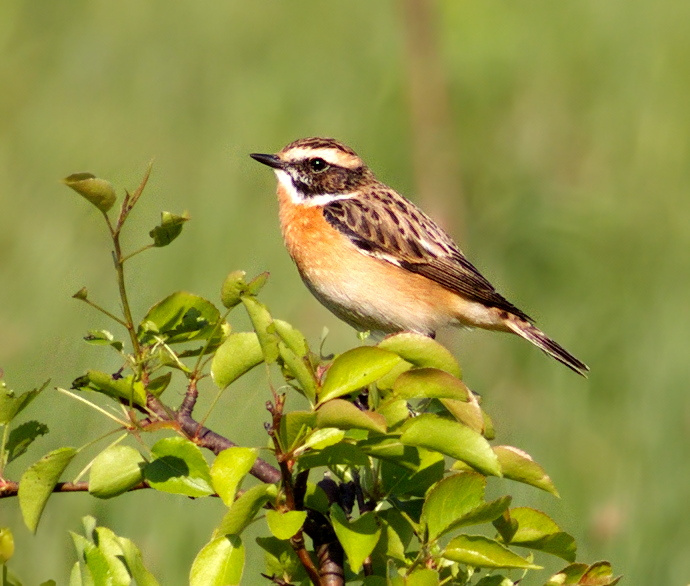 Лугово́й чека́н (Saxicola rubetra) 