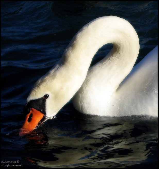 Купание белого лебедя swan