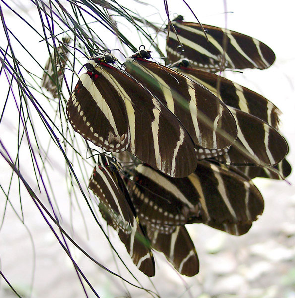 Ночлег зебр. 2 бабочки много Zebra Heliconius