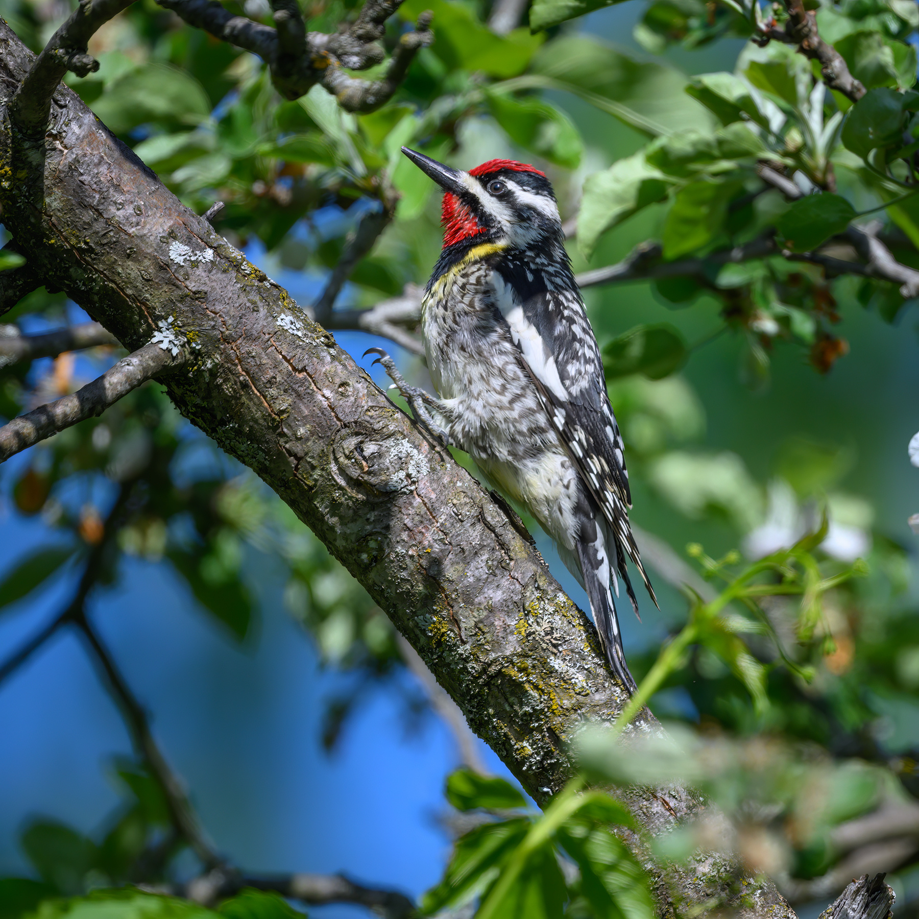 Yellow-bellied sapsucker (m) 