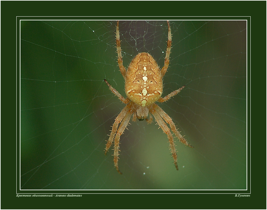 Крестовик паук Крестовик Araneidae
