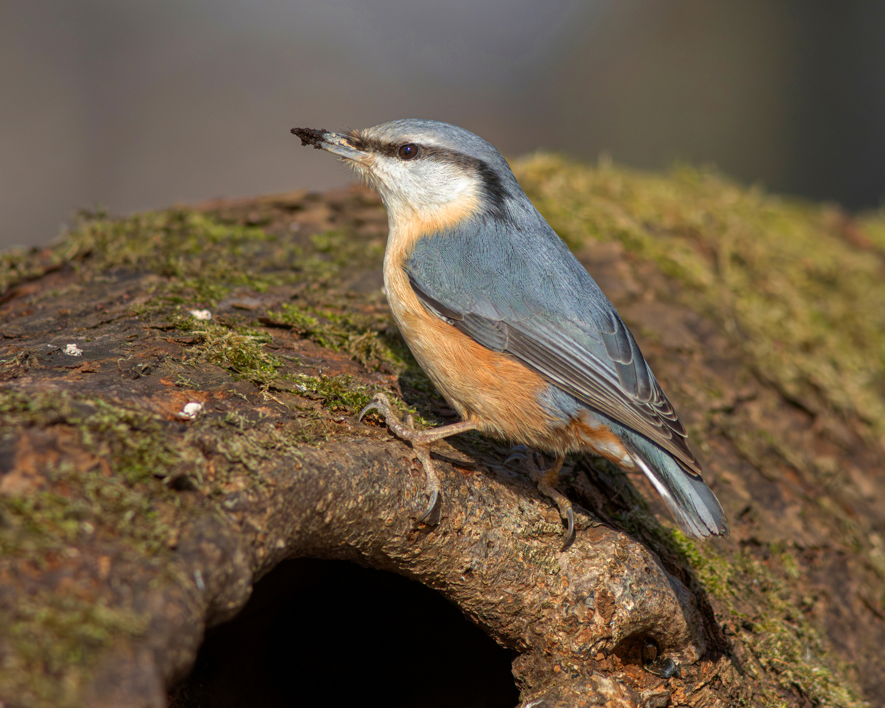 Следопыт обыкновенный поползень sitta europaea eurasian nuthatch