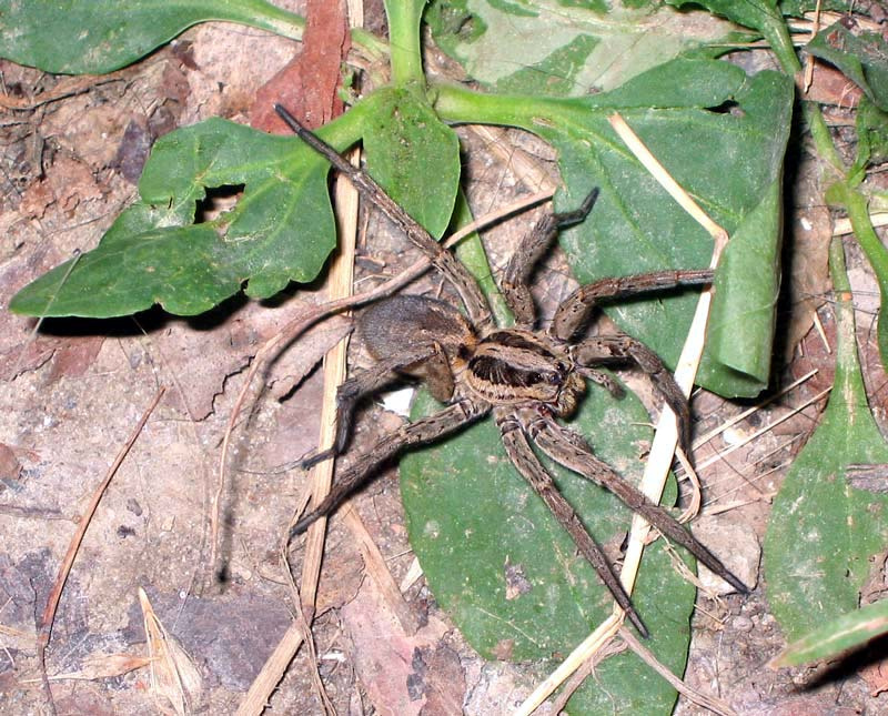  The six eyes spider 