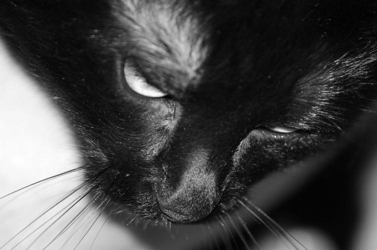 котявка животные коты