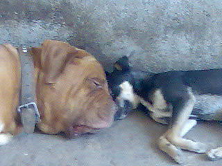 sobaka & suka sobaka & suka