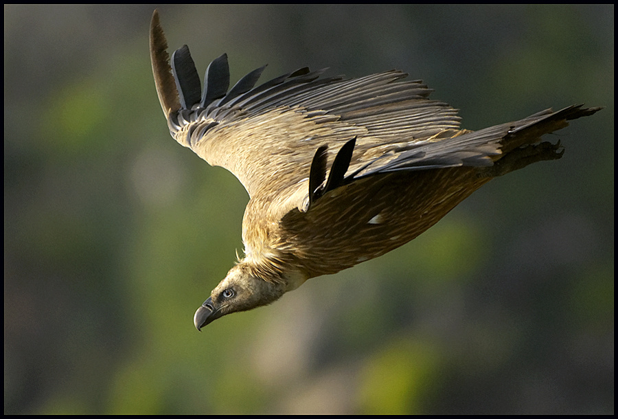 Белоголовый сип (Gyps fulvus). 