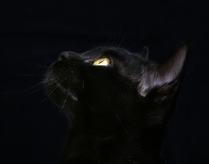 Golden  Eye 