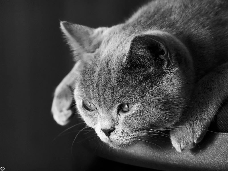 The Hunt 2 кошка киса киска кот cat neko зверь животное