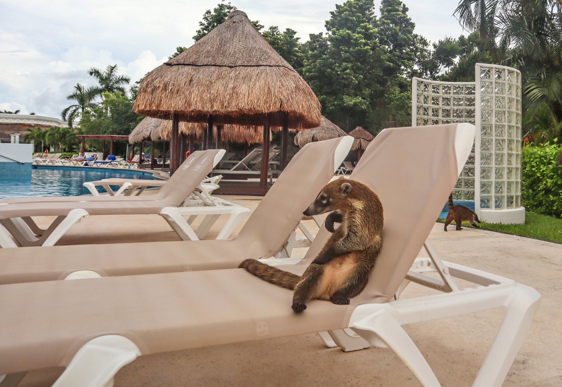una cerveza, por favor coati