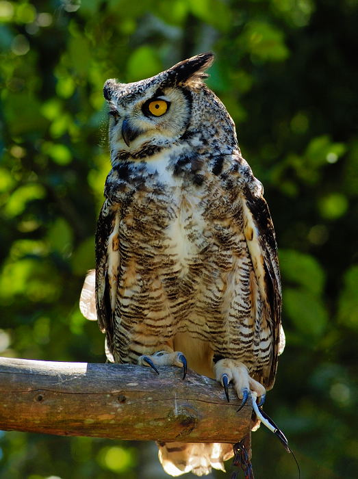 Bubo bubo филин, Bubo bubo