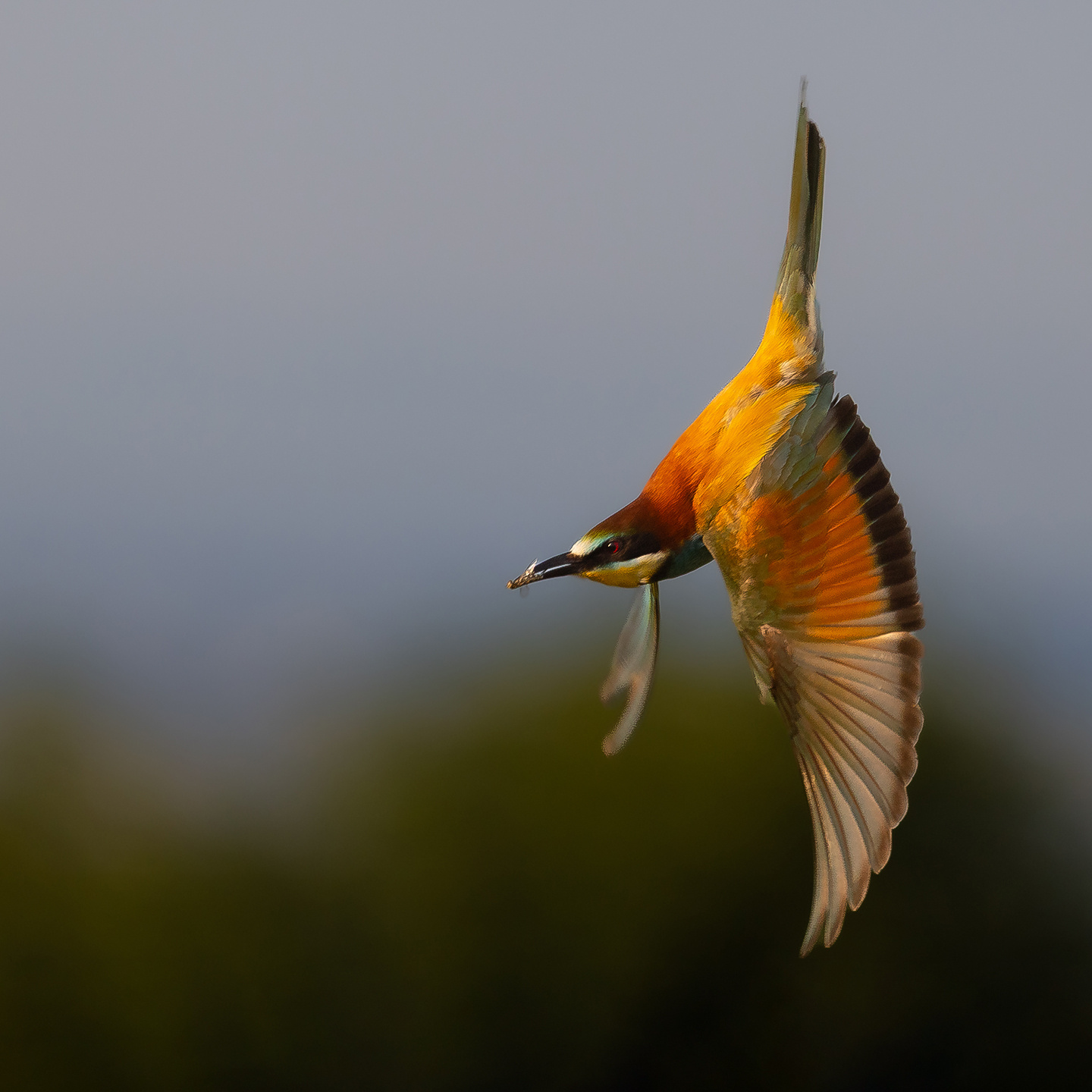 Bee-eater 