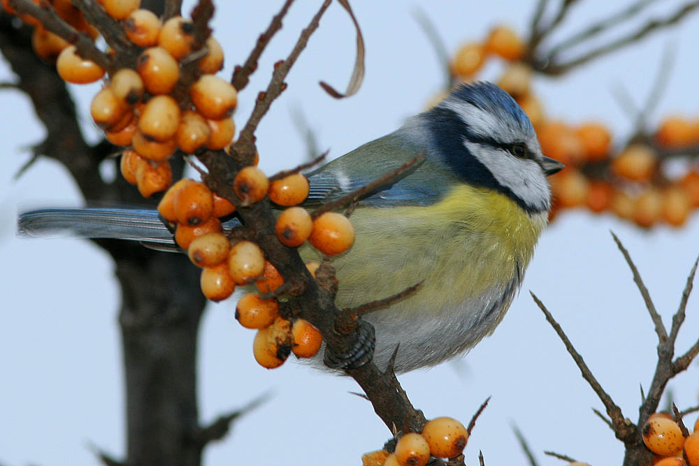Синее в оранжевом интеръере лазоревка Parus caeruleus