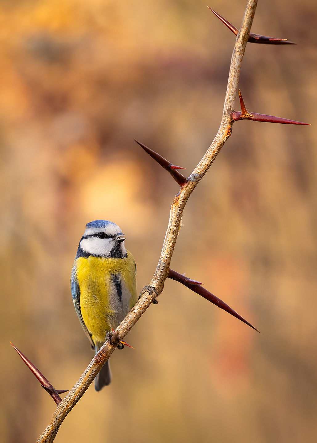 Titmouse 