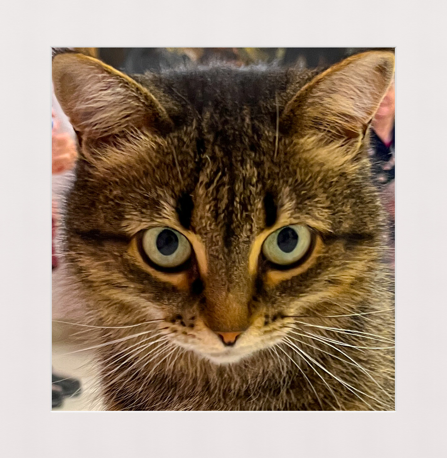 Кошка Даша 
