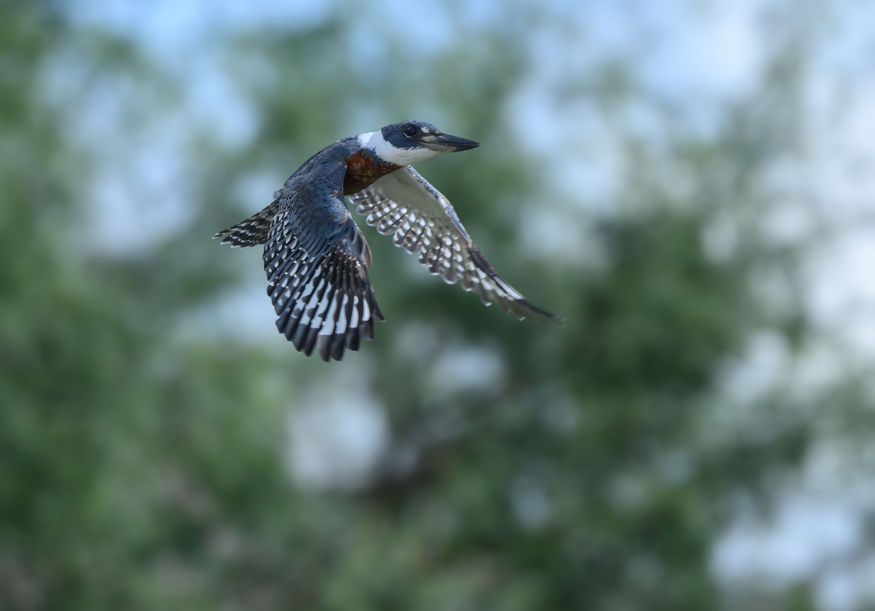 Ringed Kingfisher(m) 
