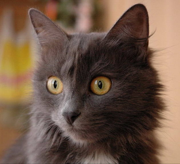 Муська кошка
