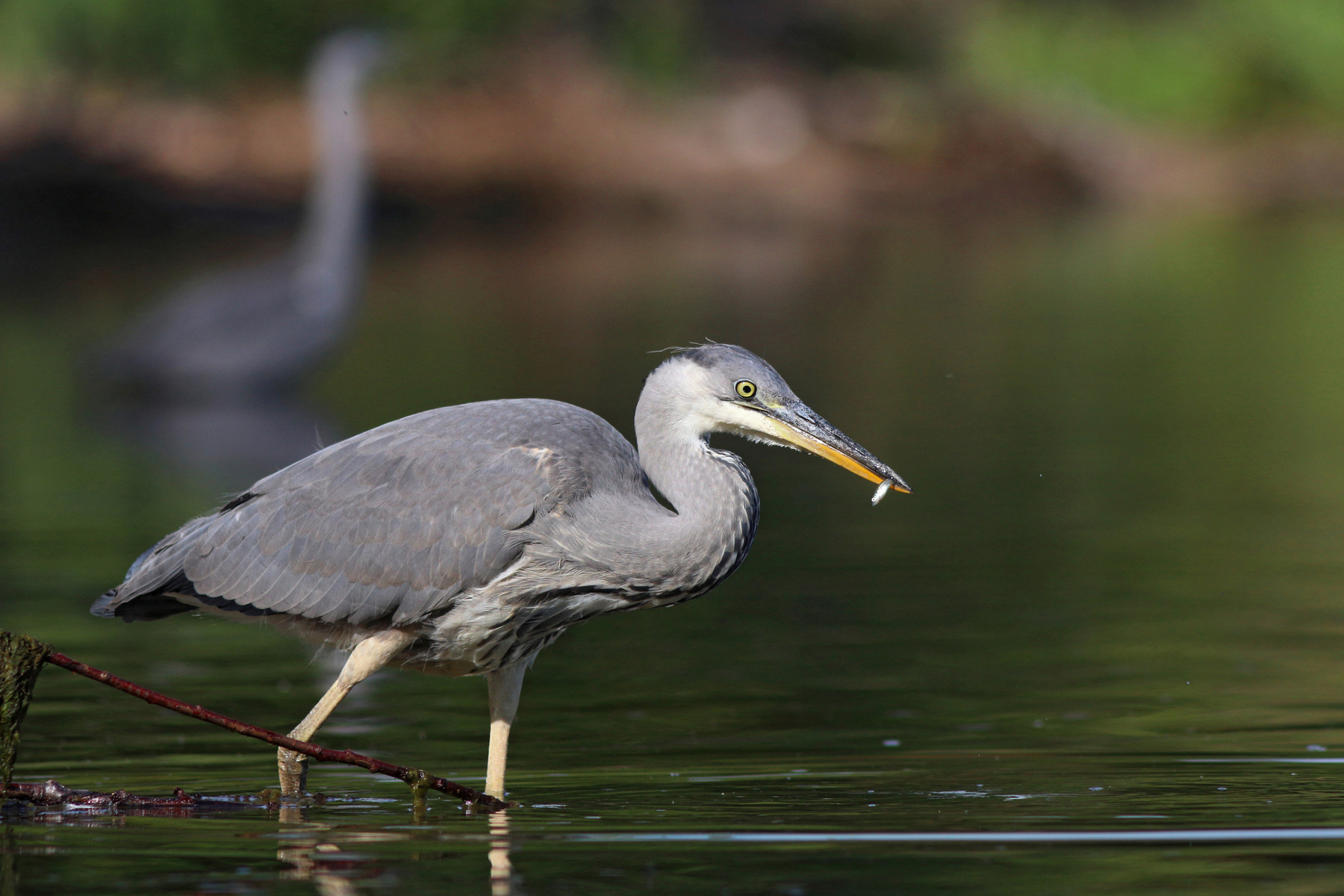 Молодая рыбачка Серая цапля Цапля Ardea cinerea Grey heron Heron Куршская коса Куршский залив