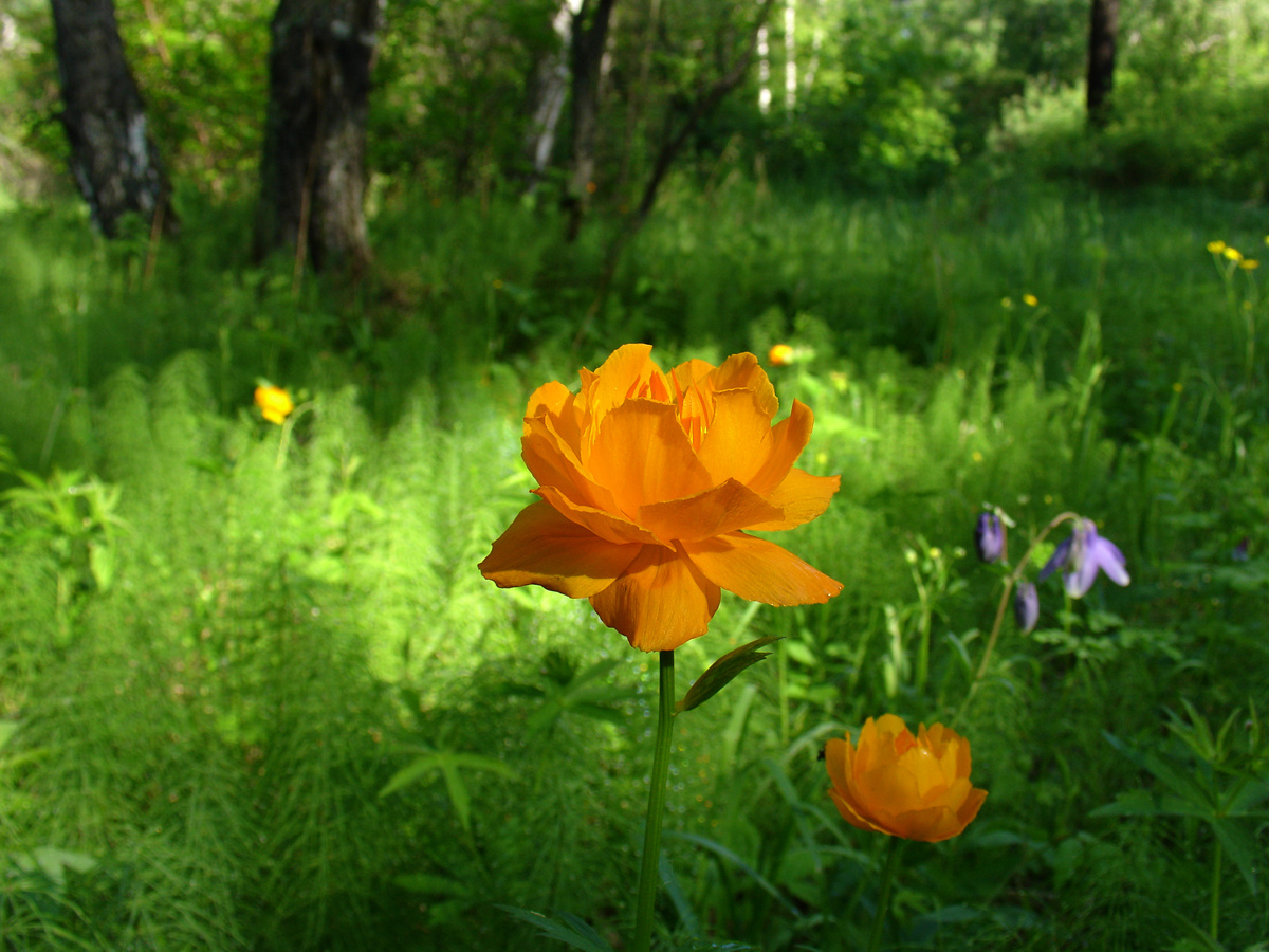 Купальница азиатская (Trollius asiaticus - Ranunculaceae) Купальница азиатская Trollius asiaticus Ranunculaceae