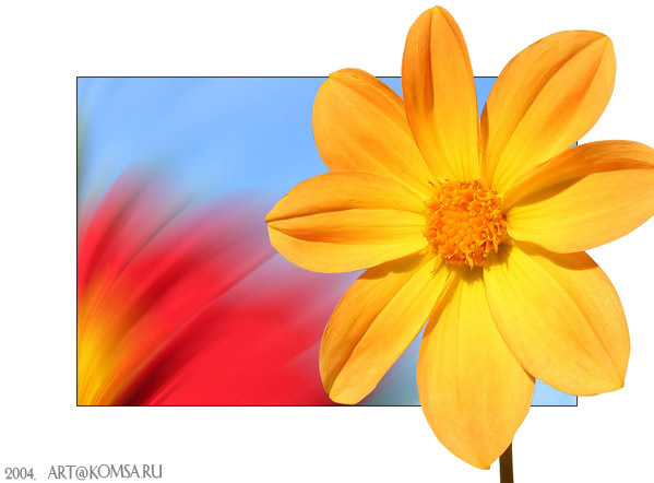 sRGB цветы красота желтый