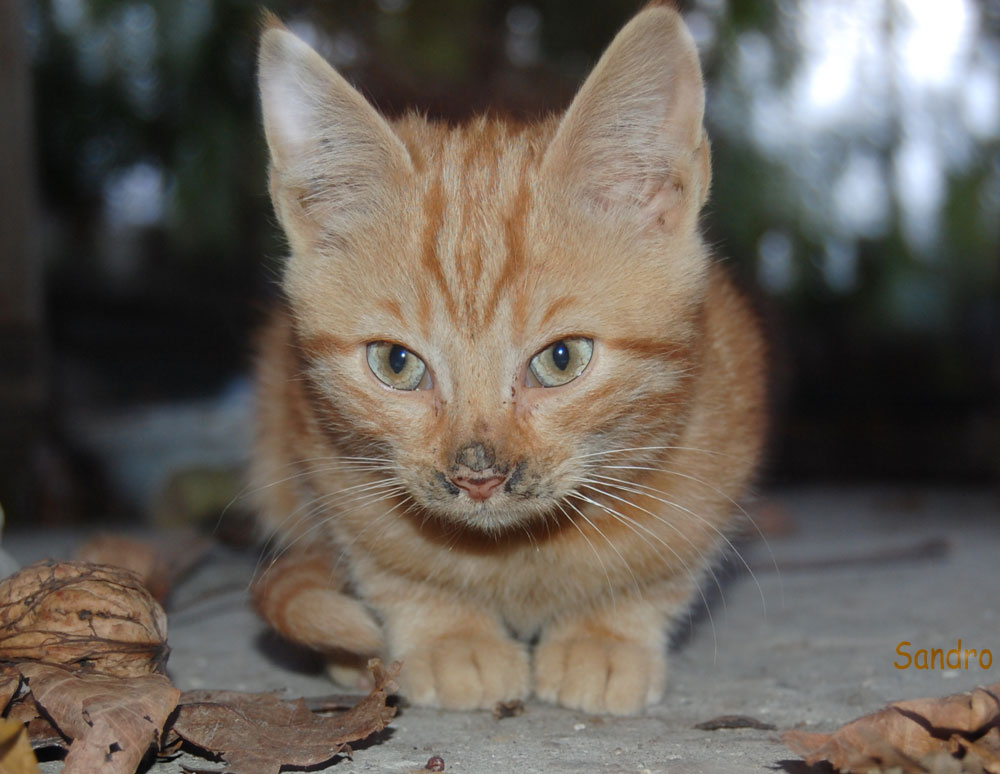 рыжик! коты рыжики и пыжики=)