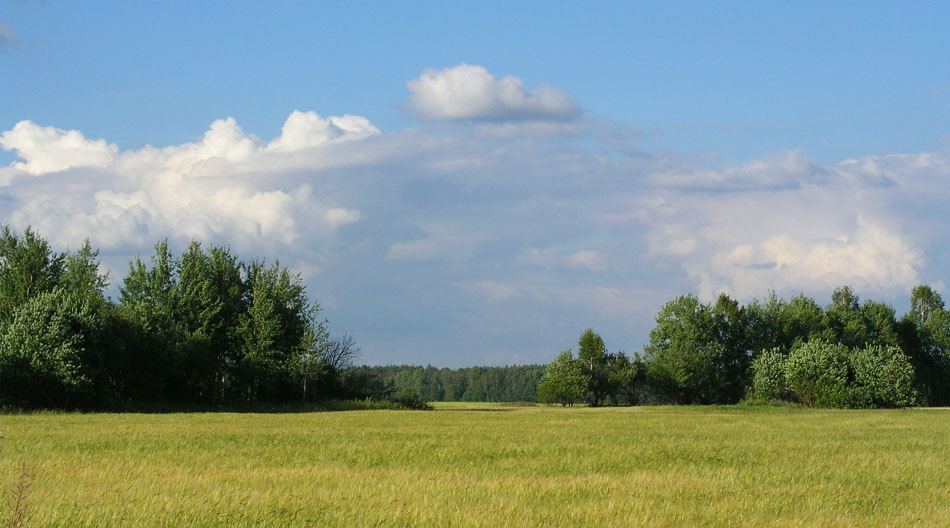 Раздолье Поле природа благодать