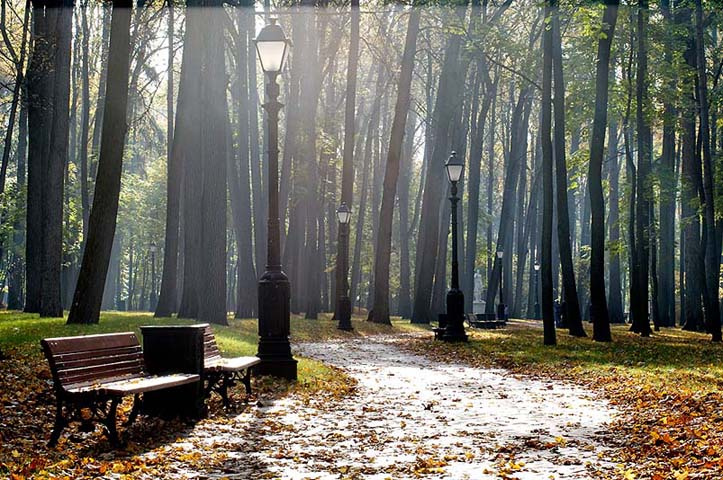 утро в парке парк, осень, утро