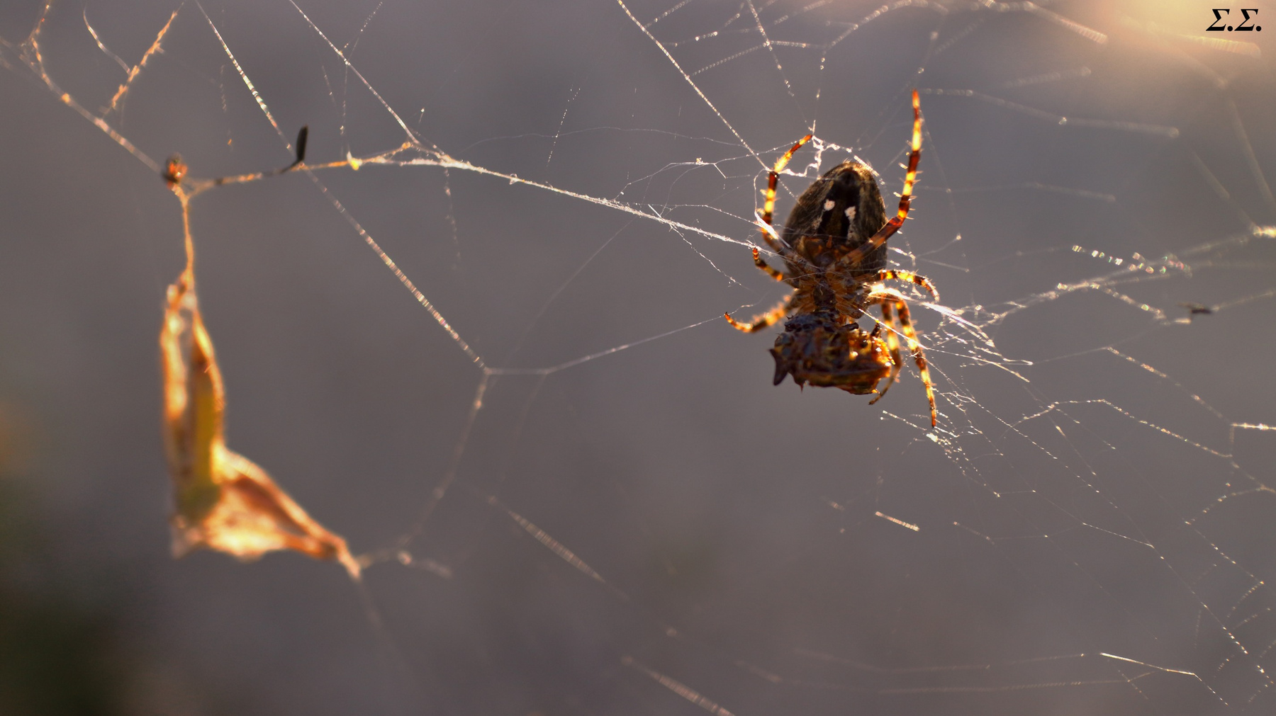 THE BLACK SPIDER SQUEEZES OUT HIS DINNER 