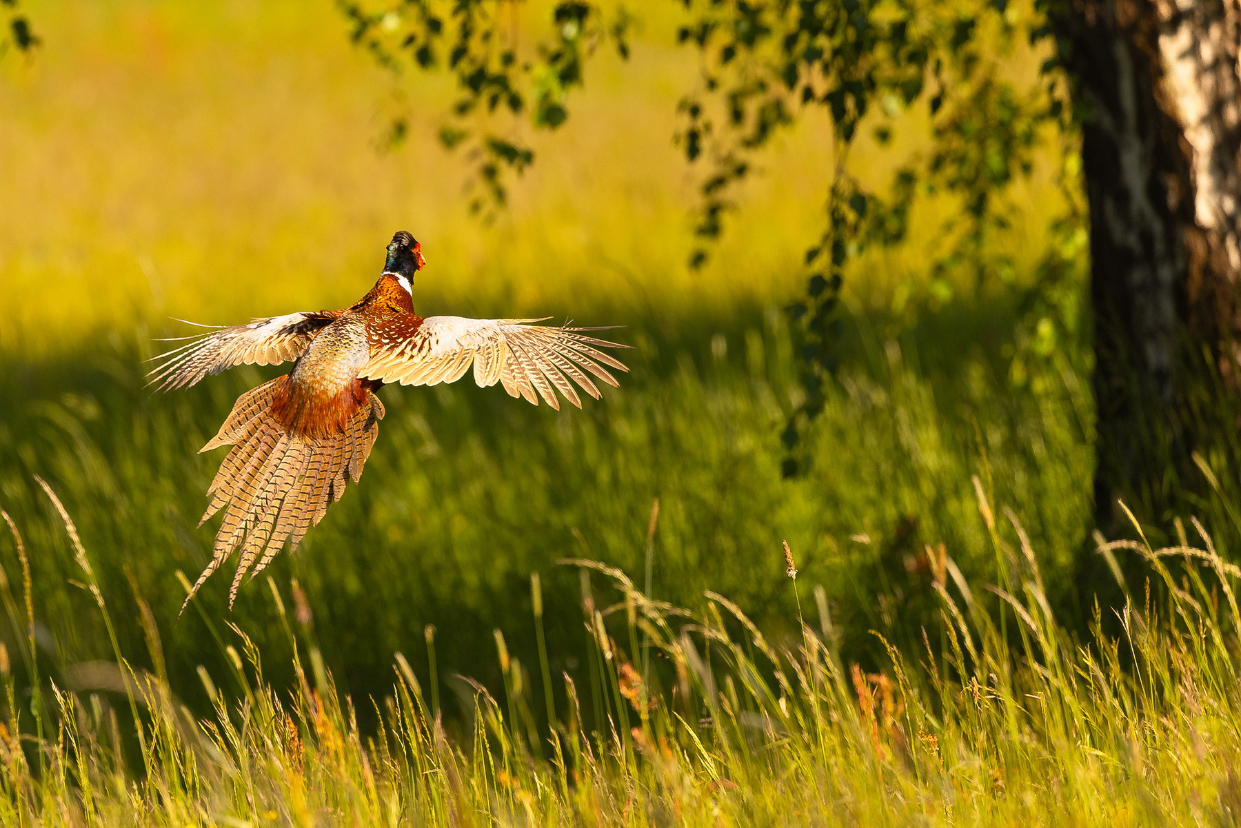 Pheasant 