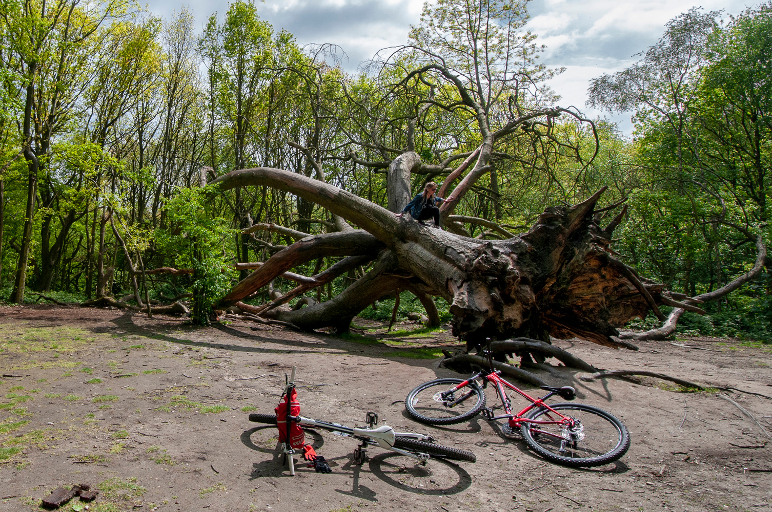 На дереве... Лондон Hampstead_Heath Хэмстенд-Хит дерево