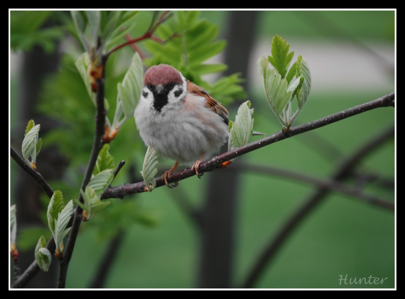 Sparrow 