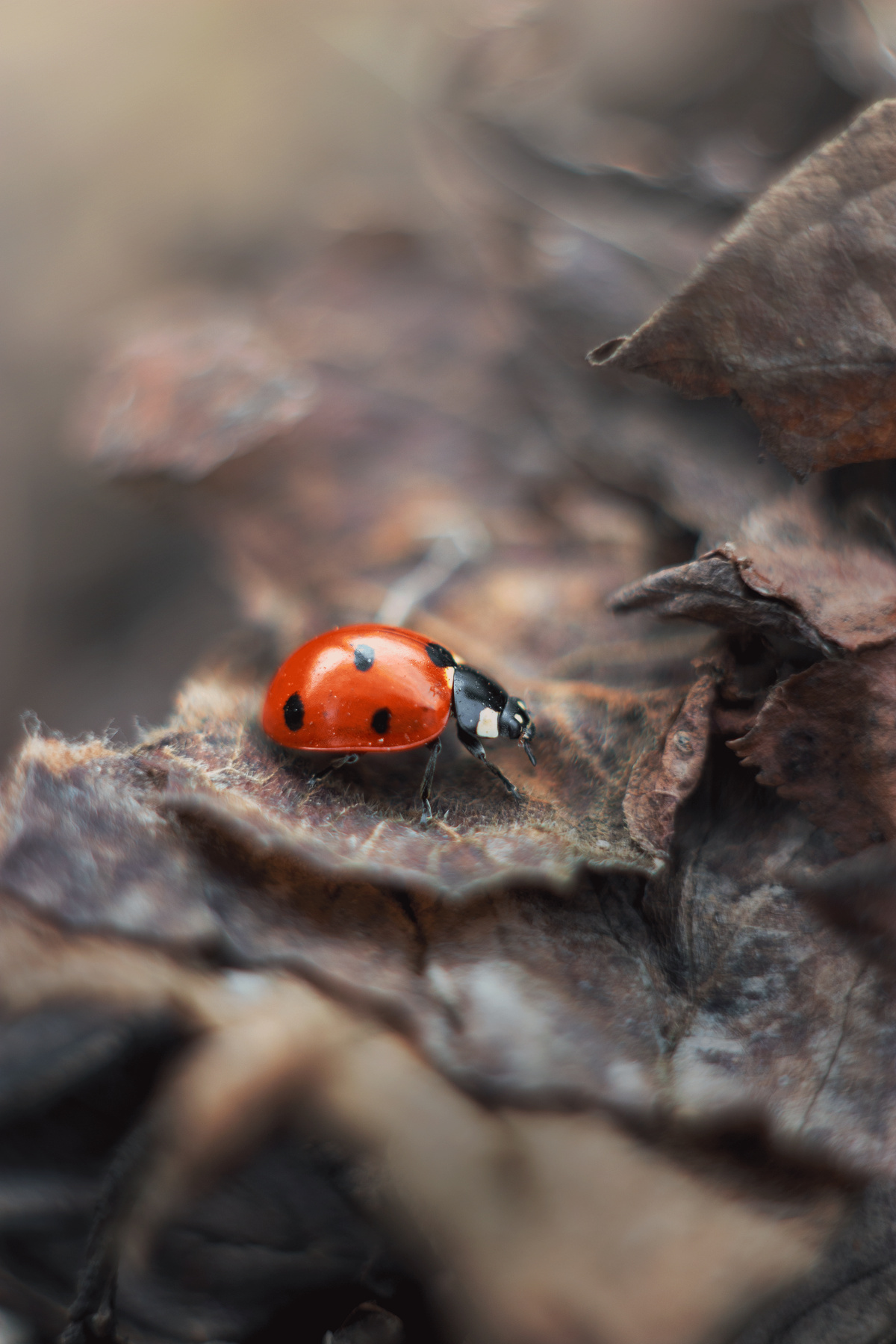 Весеннее пробуждение magic ladybug ladybird garden outside insect up red withered brown grey gray leaves plant yellow orange dry spring весна сухой божья коровка сад