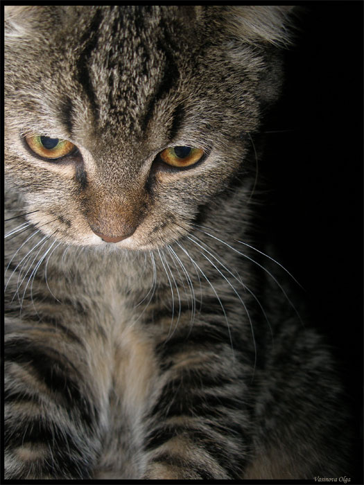 Ну, простите меня.... кот, взгляд