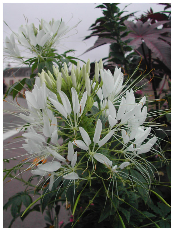 Fleurs 