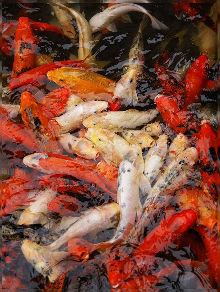 Японский рыбополис japanese koi fish рыбки рыбы цветные яркие красные японские кои