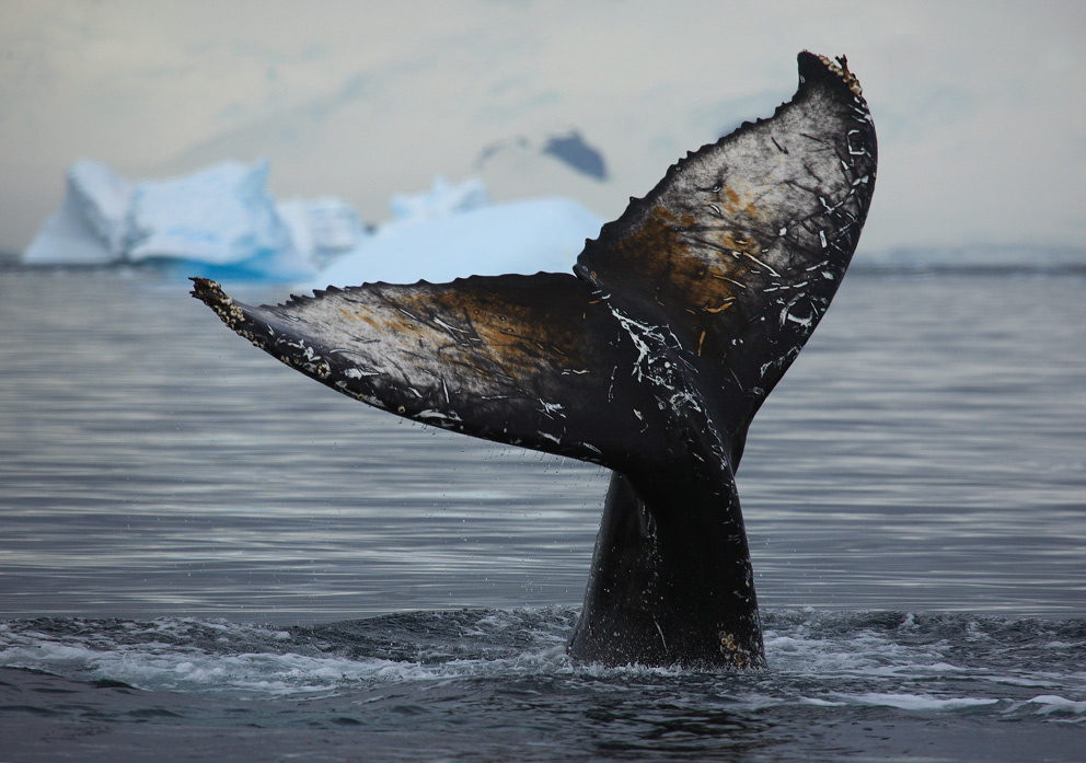 Photowhaling 3 Cuvervill whale