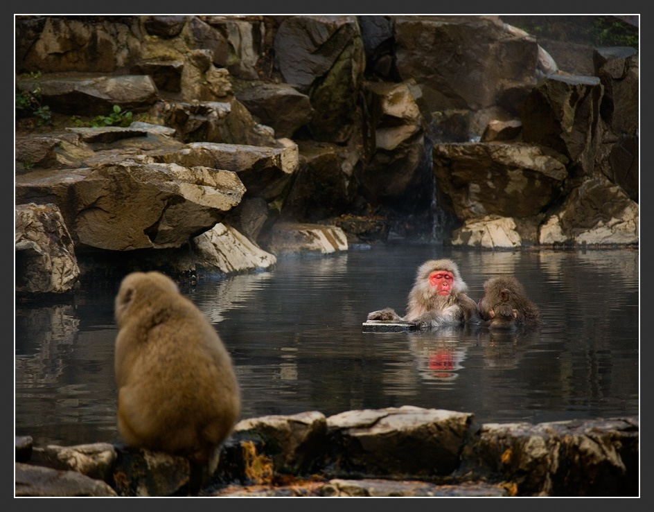 Горячий источник. Семейный релакс. Хонсю Дзигокудани Japanese macaque.
