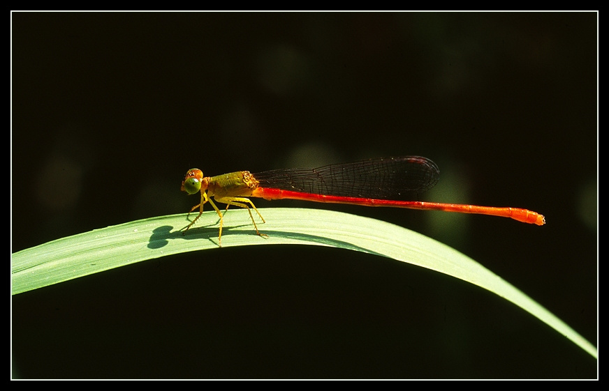 Ceriagrion auranticum (Coenagrionidae) стрекоза стрелка