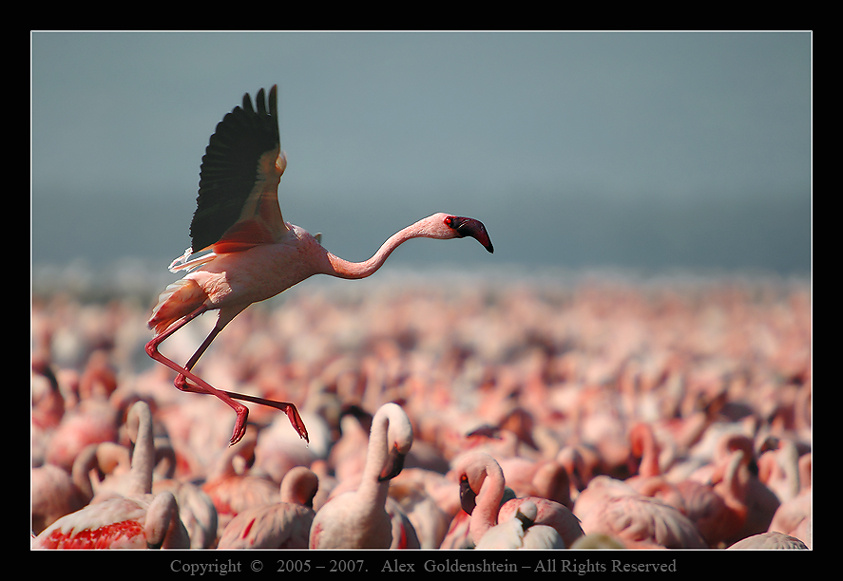 Phoenicopterus roseus. Розовый-фламинго (Phoenicopterus-roseus) Национальный-парк-озера-Накуру, фламинговый-рай.
