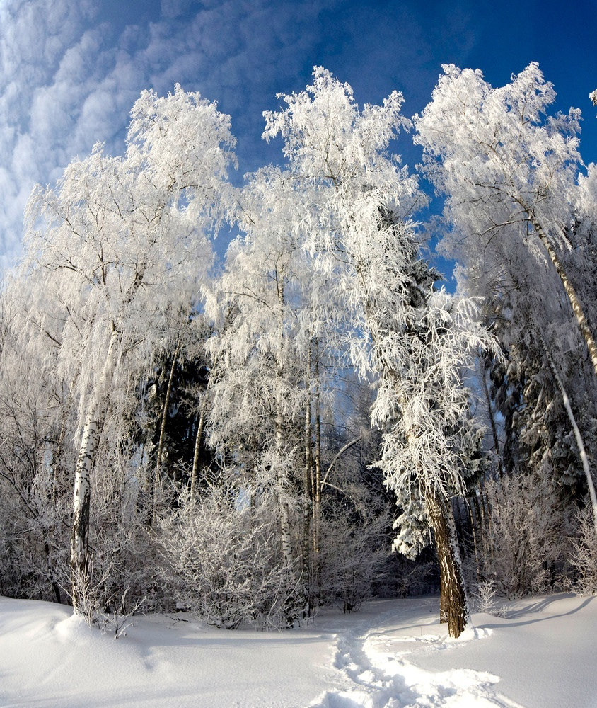 Российский лес! 