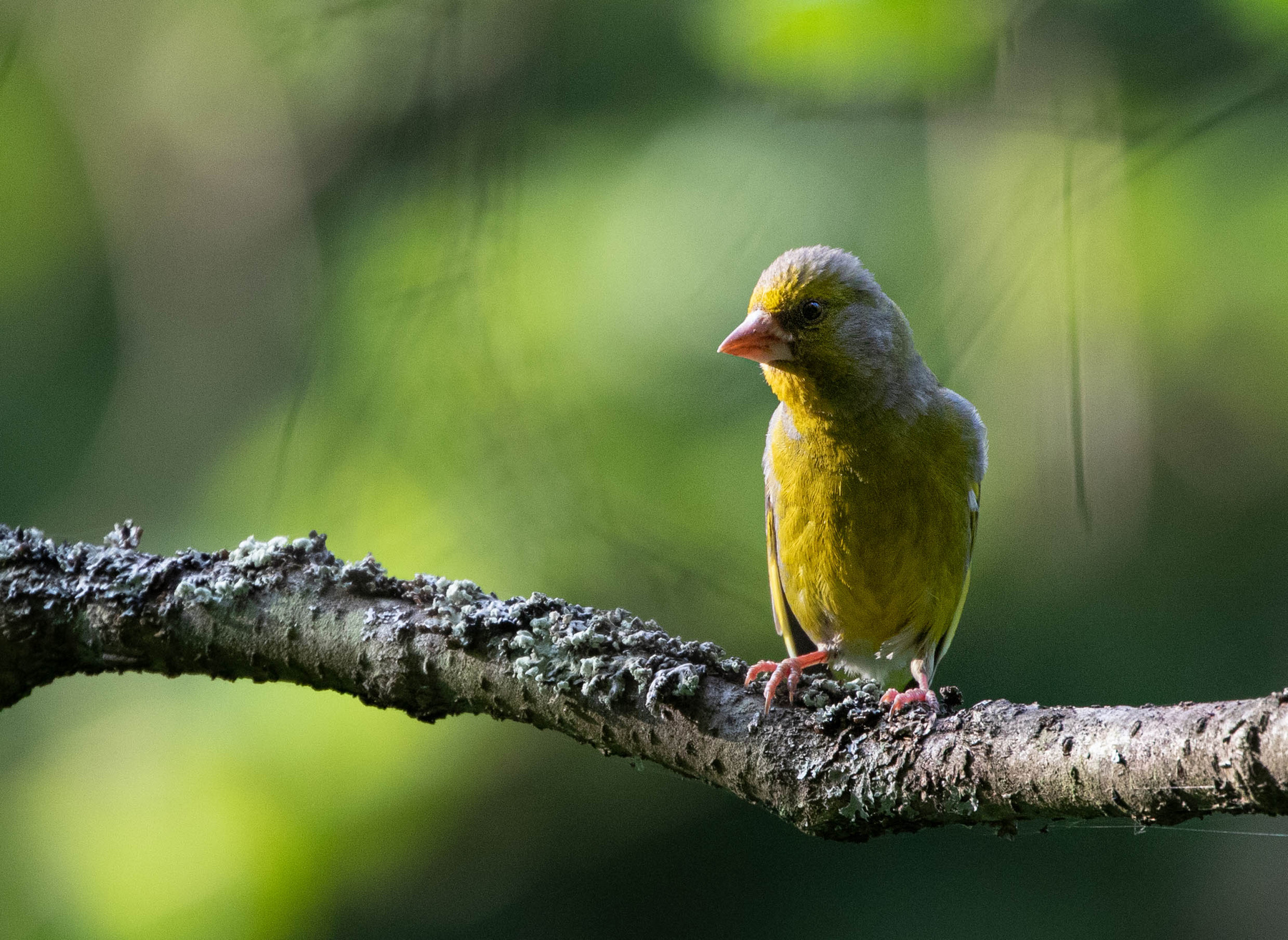 Зеленушка зеленушка greenfinch