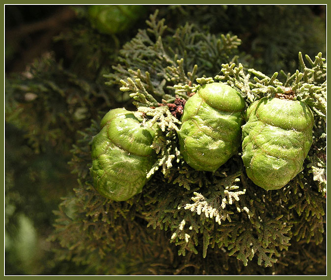 Близнецы Кипарис вечнозеленый, Cupressus semprevirens