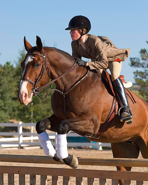 *** horse jump