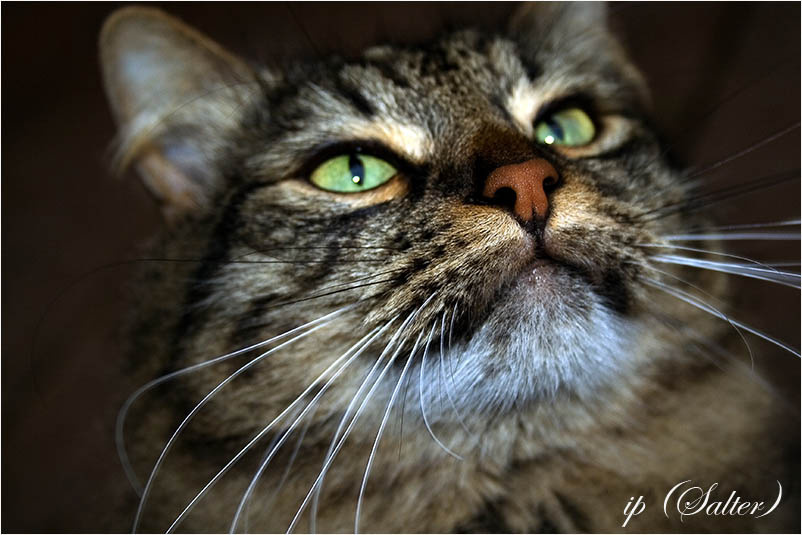 *** кот