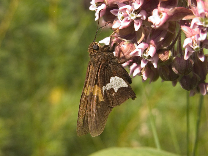 silver spotted skipper 