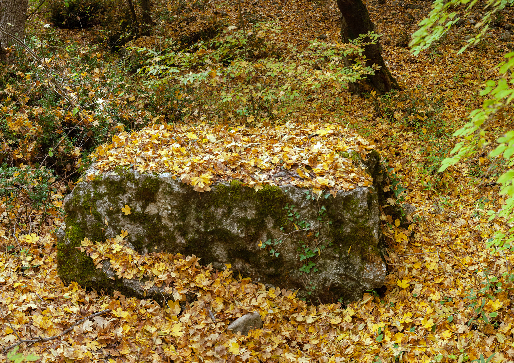Алтарь осени 