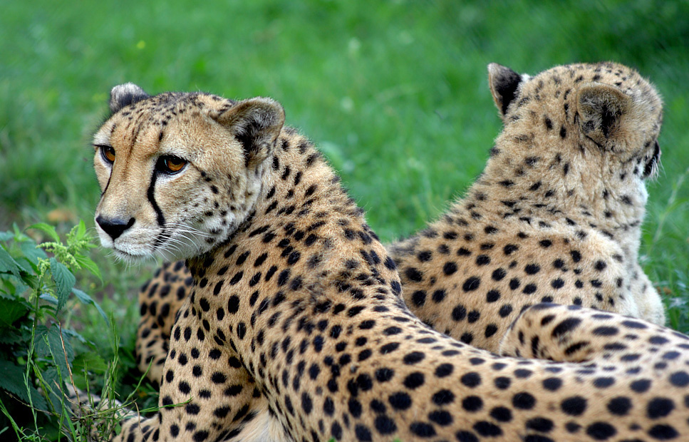 Оберег гепард Acinonyx jubatus