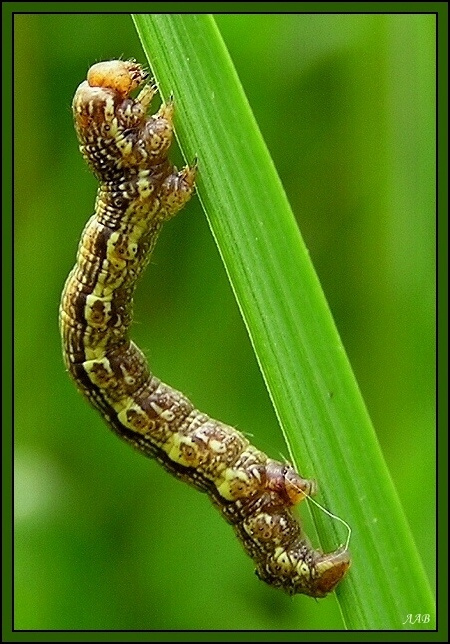 Гусенка 4. гусенка травинка