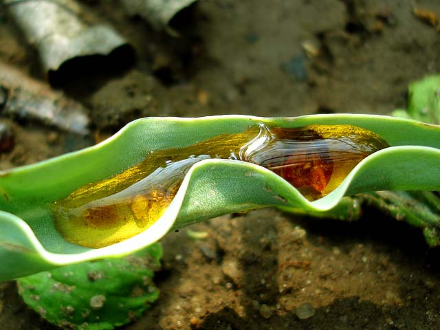 liquid gold зелень капля gold