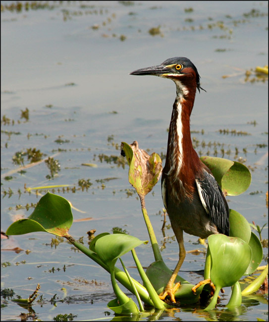 Цветочек птица, цапля, зеленая, кваква, Техас, green, heron, Texas
