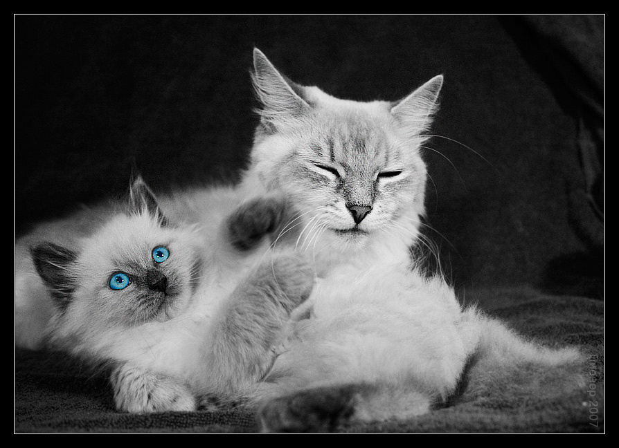 Тёплые чувства кот коты кошки кошка котёнок котенок котята cat cats невские маскарадные голубые глаза голубой усы